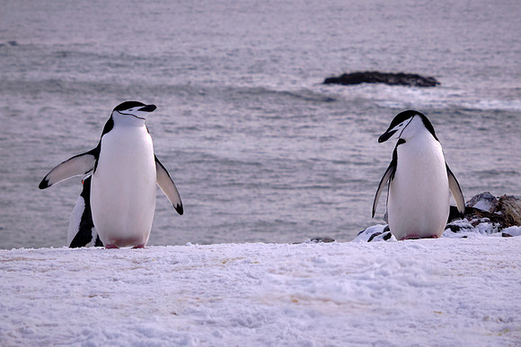 Chinstrap penguins on Barrientos Island, South Shetland Islands, Antarctica