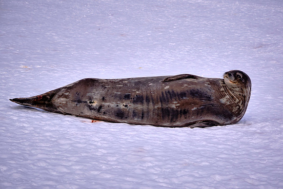 Antarctic fur seal on Barrientos Island, South Shetland Islands, Antarctica