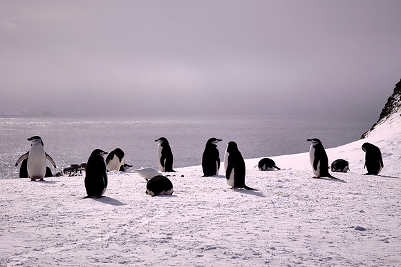 Chinstrap penguins on Barrientos Island, South Shetland Islands, Antarctica