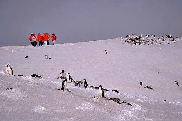 A waddle of Chinstrap and Adélie penguins on Barrientos Island, South Shetland Islands, Antarctica