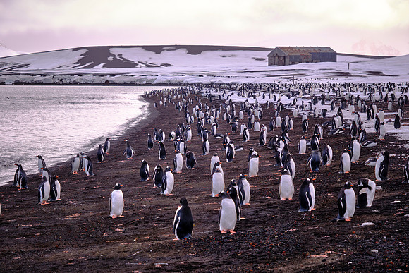 A waddle of Adélie penguins on Whaler's Bay, Deception Island, South Shetland Islands, Antarctica