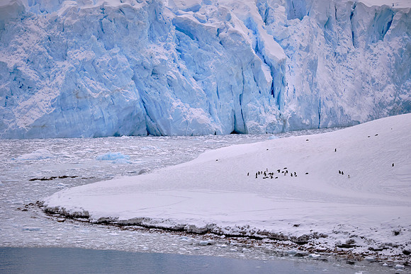 Adélie penguins on Deception Island, South Shetland Islands, Antarctica