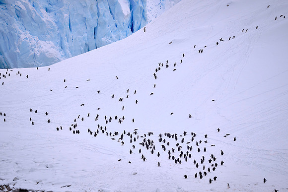 A colony of Adélie penguins, Neko Harbor, Deception Island, South Shetland Islands, Antarctica