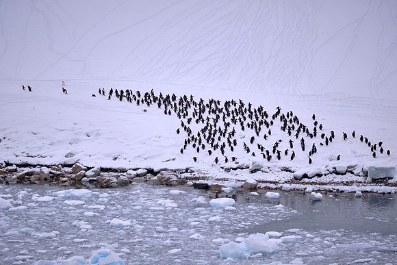 A waddle of Adélie penguins, Neko Harbor, Deception Island, South Shetland Islands, Antarctica