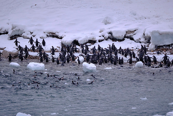A waddle of Adélie penguins landing on Neko Harbor, Deception Island, South Shetland Islands, Antarctica
