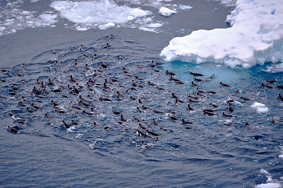 A raft of Adélie penguins, Neko Harbor, Deception Island, South Shetland Islands, Antarctica
