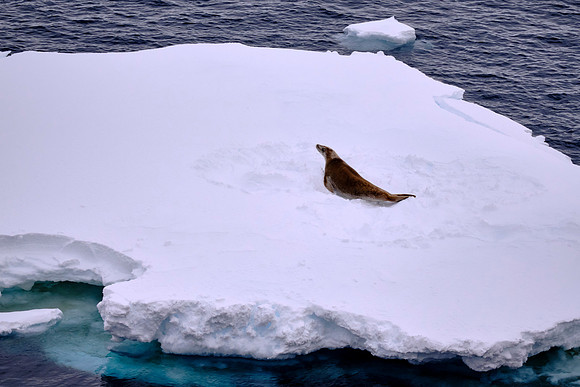 Juvenile fur seal on an iceberg