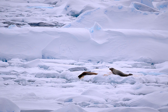 Juvenile fur seals on an iceberg