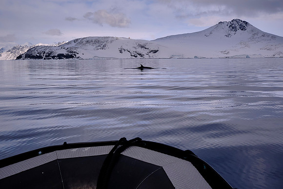 Two juvenile Minke whales want to play with our Zodiac, Horseshoe Island, Antarctica