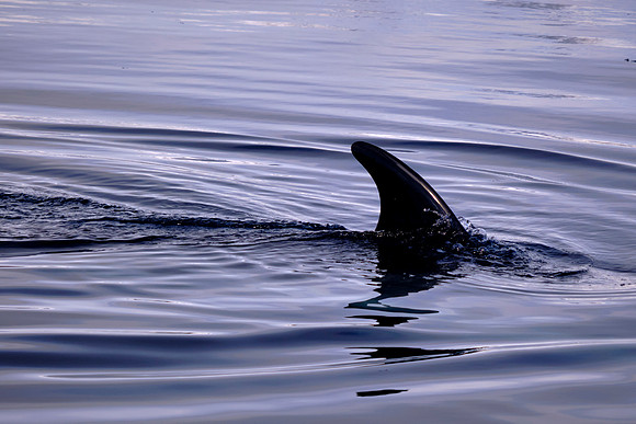 These whales are filter feeders who eat krill, plankton, and small fish such as herring and sardines.