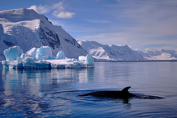 Minke whales are the smallest baleen whales and can reach 33 feet and weigh 20,000 pounds.
