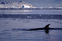 2025 Oct - Antarctica & Patagonia