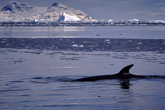 The Antarctic Minke whale is listed as Near Threatened by the International Union for Conservation of Nature.