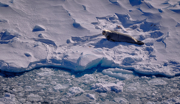 Juvenile fur seal on an iceberg