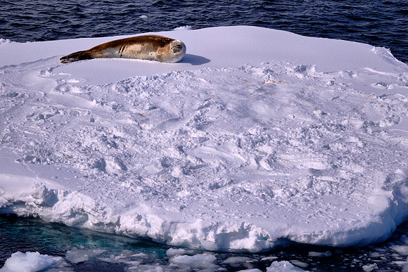 Fur seal on an iceberg