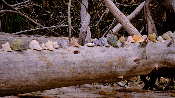 Botany Bay, Edisto Island, SC