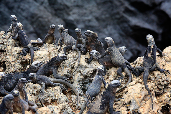 Marine iguana (Amblyrhynchus cristatus)