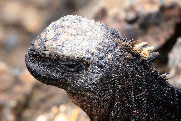 Marine iguana (Amblyrhynchus cristatus)
