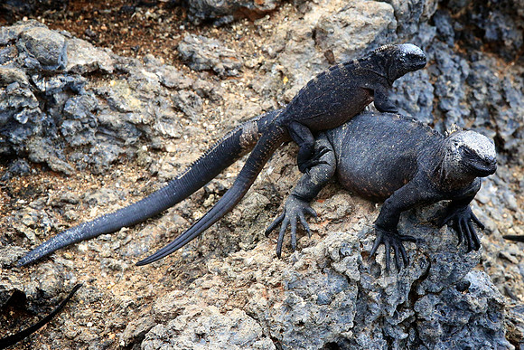 Marine iguana (Amblyrhynchus cristatus)