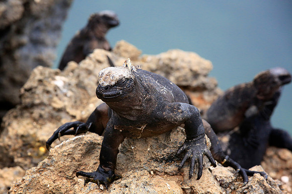 Marine iguana (Amblyrhynchus cristatus)