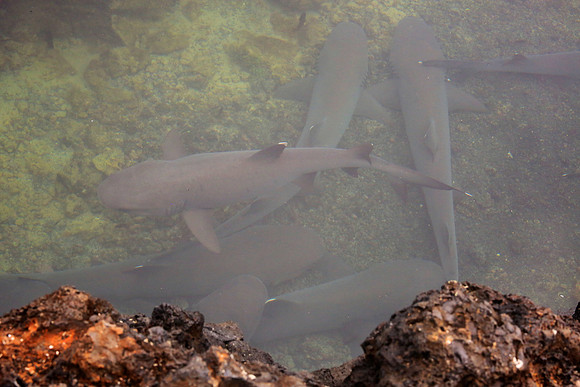 Whitetip reef shark (Triaenodon obesus)
