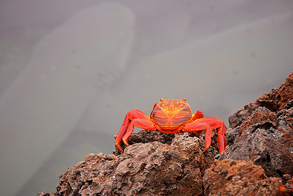 Sally Lightfoot Crab (Grapsus grapsus)