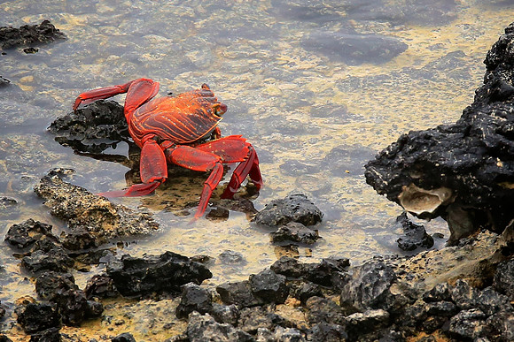 Sally Lightfoot Crab (Grapsus grapsus)