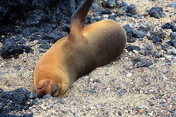 Galápagos sea lion (Zalophus wollebaeki)