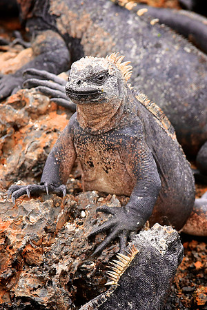 Marine iguana (Amblyrhynchus cristatus)