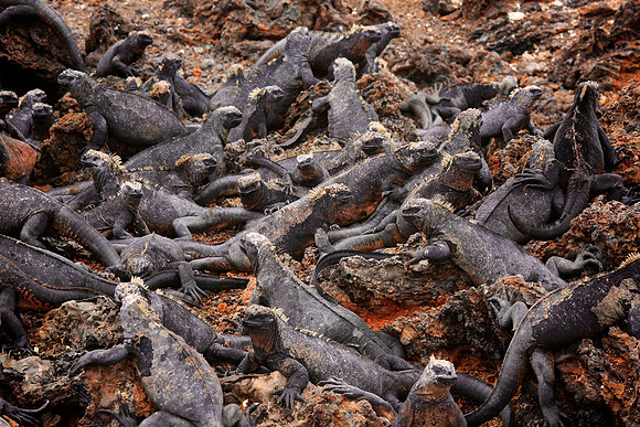 Marine iguana (Amblyrhynchus cristatus)