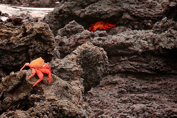 Sally Lightfoot Crab (Grapsus grapsus)