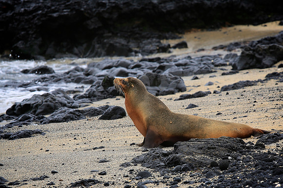 Galápagos sea lion (Zalophus wollebaeki)