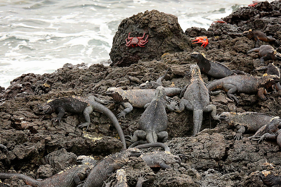 Marine iguana (Amblyrhynchus cristatus)