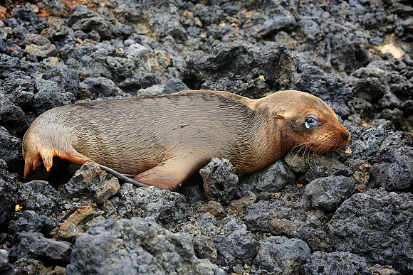 Galápagos sea lion (Zalophus wollebaeki)
