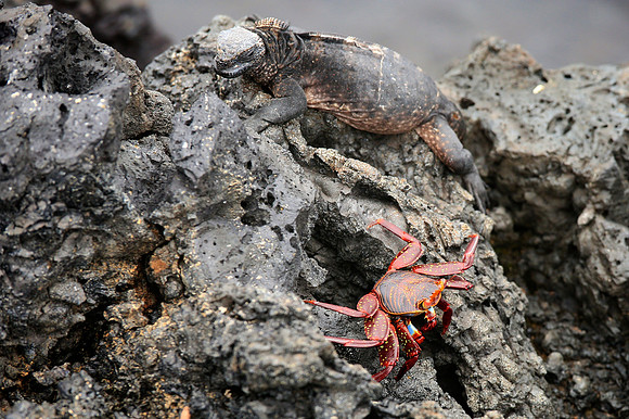 Sally Lightfoot Crab (Grapsus grapsus)