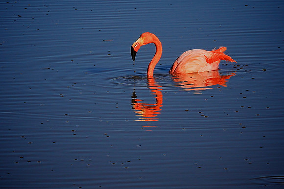 Greater Flamingo (Phoenicopterus ruber)