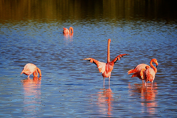 Greater Flamingo (Phoenicopterus ruber)