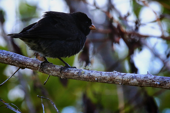 Small Ground Finch (Geospiza fuliginosa)