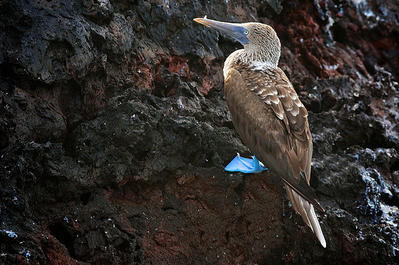 Blue-footed Booby (Sula nebouxii)