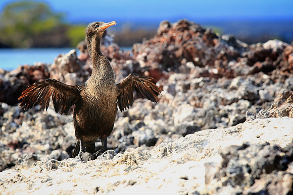 Flightless Cormorant (Phalacrocorax harrisi)
