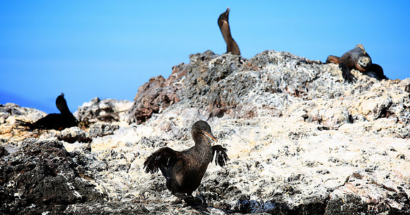 Flightless Cormorant (Phalacrocorax harrisi)