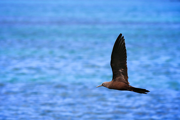 Brown noddy (Anous stolidus)