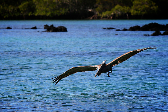 Brown Pelican (Pelecanus occidentalis)