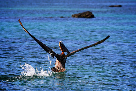 Brown Pelican (Pelecanus occidentalis)