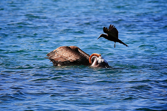Brown Pelican (Pelecanus occidentalis)