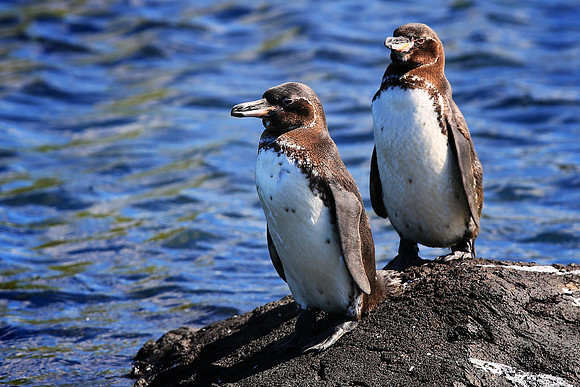 Galapagos Penguin (Spheniscus mendiculus)