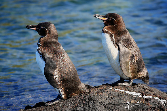 Galapagos Penguin (Spheniscus mendiculus)