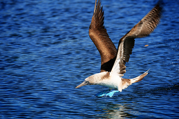 Blue-footed Booby (Sula nebouxii)