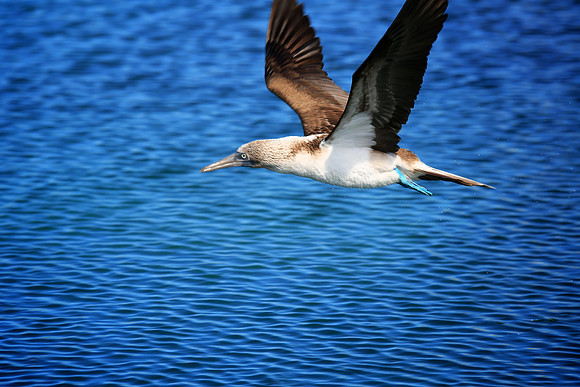 Blue-footed Booby (Sula nebouxii)