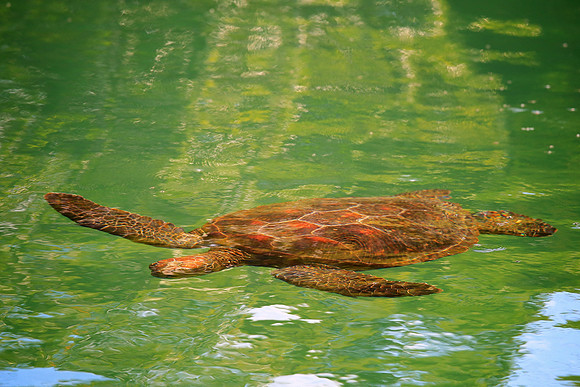 Galápagos green turtle (Chelonia mydas agassisi)